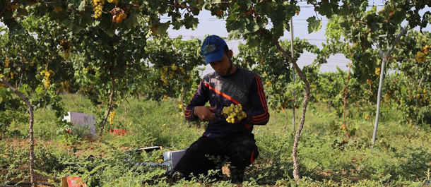 مزارعون فلسطينيون يقطفون العنب في مزارعهم بغزة