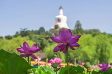 جمال زهور اللوتس فى حديقة بيهاي ببكين