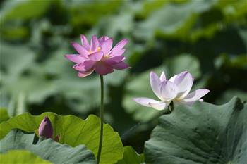 زهور اللوتس تتفتح في حديقة وطنية للأراضي الرطبة في مدينة يينتشوان بشمال غربي الصين