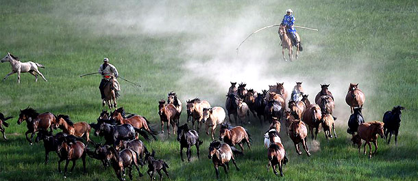 عودة الخيول المنغولية إلى حياة الرعاة المحليين في شمالي الصين