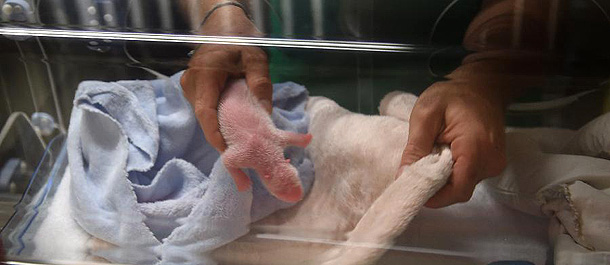 حديقة حيوان فرنسية تعلن موت مولود صغير لباندا عملاقة