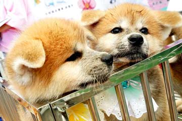 افتتاح الدورة الـ20 للمعرض الآسيوي للحيوانات الأليفة في شانغهاي