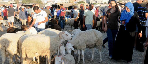 الماشية والأغنام من أهم مظاهر استعداد المصريين لاستقبال عيد الأضحى