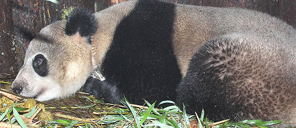 بعد أربع سنوات على إطلاقها في البرية... الباندا تشانغ تعيش ظروفا صحية جيدة