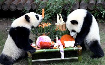 احتفال التوائم من الباندا العملاقة بعيد ميلادهما