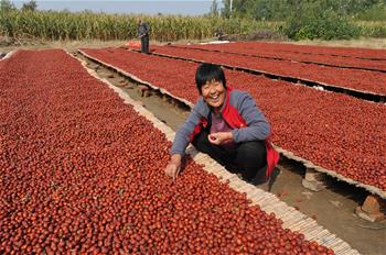 حصاد التواريخ الحمراء في شمالي الصين
