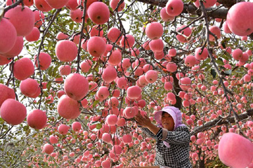 موسم قطف التفاح فى مقاطعة شاندونغ