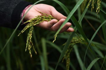 حقل تجريبي للأرز العملاقة في مقاطعة هونان الواقعة في وسط الصين