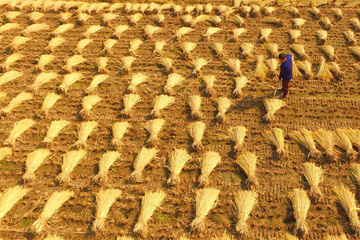منظر لحصاد الأرز في وسط الصين