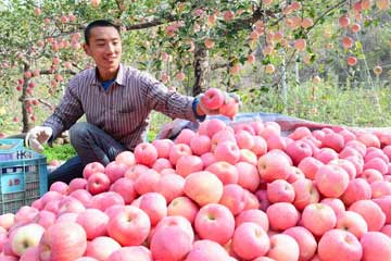 حصاد التفاح في مقاطعة خبى بشمال الصين