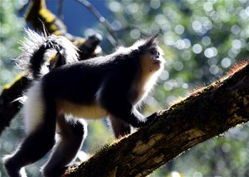 القرد الأفطس الأسود في المحمية الوطنية بمقاطعة يوننان في جنوب غربي الصين
