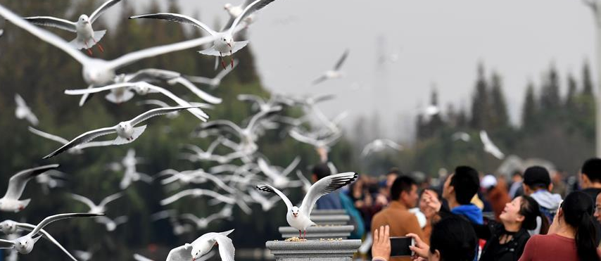 طيور النورس تهاجر إلى "مدينة الربيع" الصينية لقضاء الشتاء