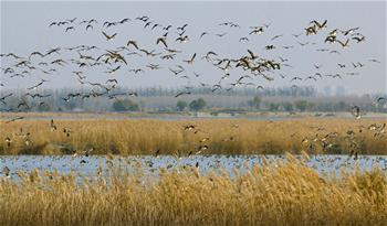 الطيور المهاجرة تصل أراضي رطبة في بحيرة هنغشوي في مقاطعة خبي