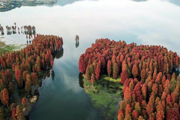 غابة حمراء في شرقي الصين
