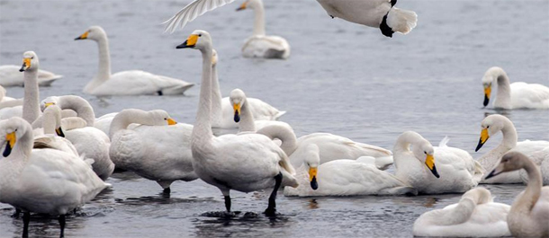 عودة الطيور المهاجرة إلى جيانغسو بفضل تحسن البيئة المتواصل