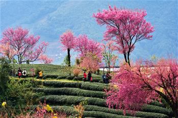 زهور الكرز تجذب سياحا للتمتع بجمالها في غربي مقاطعة يوننان