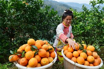 حصاد برتقال في مقاطعة قويتشو بجنوب غربي الصين