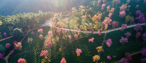 وادي أزهار الكرز في الشتاء في مقاطعة يوننان