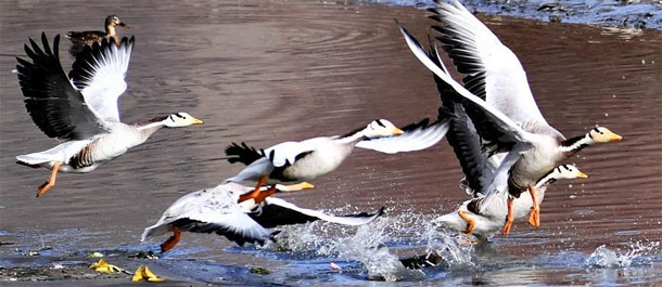 طيور على نهر لاسا بمنطقة التبت