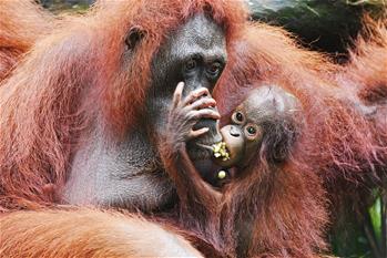 الحيوانات الحديثة الولادة في حديقة الحيوانات في سنغافورة
