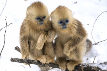 القرود تلعب في الثلج بمقاطعة هوبي