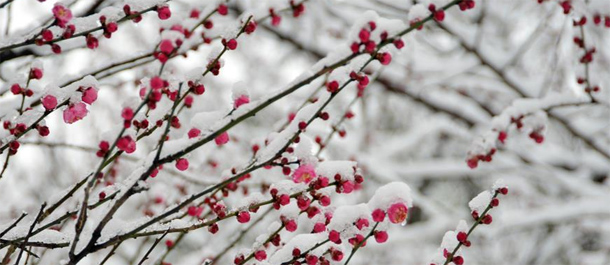 تفتح زهور البرقوق مع تساقط الثلوج