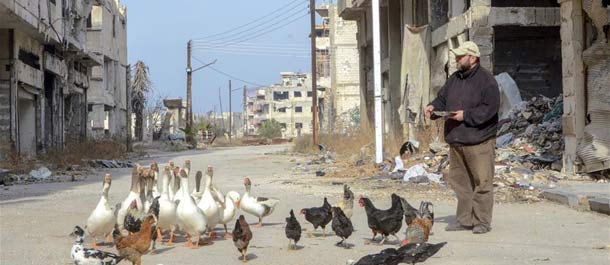 تحقيق إخباري: تربية الطيور تكسر صمت مشاهد الدمار في حمص القديمة بسوريا