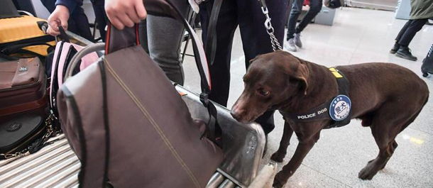 كلب بوليسي يعمل لضمان سلامة النقل خلال عطلة عيد الربيع الصيني
