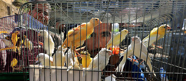 رواج أسواق بيع الطيور الأليفة في الأردن
