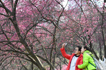 تفتح زهور الكرز في مدينة جنوبي الصين