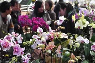 سوق الزهور تزدهر بمناسبة حلول عيدي الحب والربيع بمقاطعة يوننان