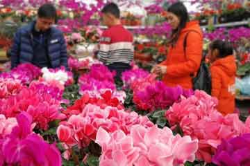 مدنيو تشينغداو يشترون الزهور لاستقبال عيد الربيع