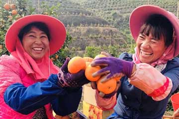 حصاد البرتقال فى مقاطعة يوننان