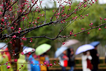 الأزهار تتفتح في المطر في أوائل الربيع في مقاطعة جيانغسو بشرقي الصين