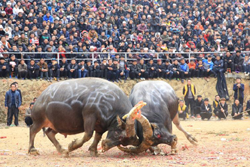 مصارعة الثيران لاستقبال الربيع فى مقاطعة قويتشو بجنوب غربي الصين