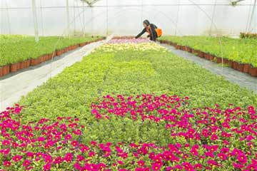 "صناعة الجمال" تساعد على زيادة دخول المزارعين في مقاطعة جيانغسو