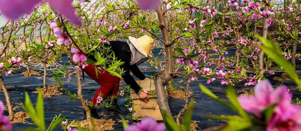 بدء الأنشطة الزراعية مع استقبال الربيع في أنحاء الصين