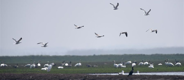 عدد كبير من الطيور مختلفة الأنواع تجتمع في بحيرة دونغتينغ بوسط الصين