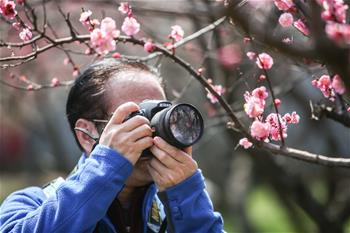 جمال أزهار البرقوق يجذب مدنيين وسياح في مدينة تشانغشا بمقاطعة هونان