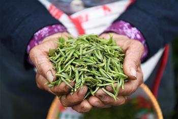 قطف أوراق الشاي الربيعي في جنوب غربي الصين