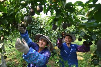 حصاد فاكهة زهرة الآلام في مدينة ناننينغ بمقاطعة قوانغشي