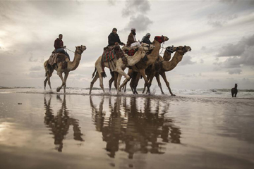 فلسطينيون يشاركون في مسابقة محلية للخيول والجمال في غزة