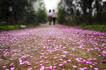 تفتح زهور البرقوق بعد المطر في مقاطعة جيانغشي