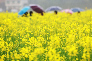 افتتاح مهرجان أزهار السلجم فى مقاطعة هونان