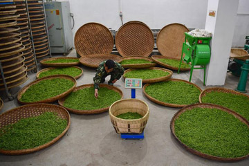 حصاد الشاي الربيعي في الصين