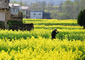الحقول الذهبية في الربيع لمقاطعة شنشي