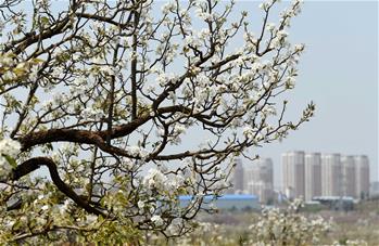 تفتح أزهار الكمثرى في مقاطعة يوننان