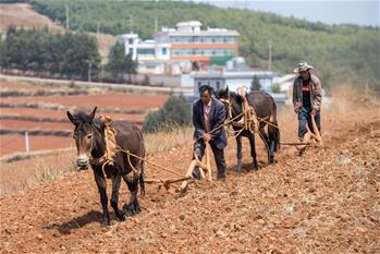 الفلاحون في مقاطعة يوننان مشغولون بزرع
