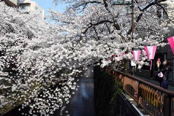 تفتح زهور الكرز ازدهارا في طوكيو