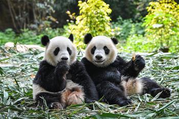 توائم الباندا العملاقة في مدينة قوانغتشو بجنوب الصين